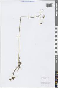 Crepis sancta subsp. sancta, Caucasus, Krasnodar Krai & Adygea (K1a) (Russia)