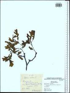 Quercus robur L., Eastern Europe, Central region (E4) (Russia)