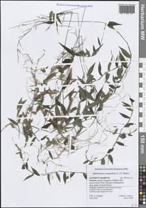 Oplismenus compositus (L.) P.Beauv., South Asia, South Asia (Asia outside ex-Soviet states and Mongolia) (ASIA) (Yemen)