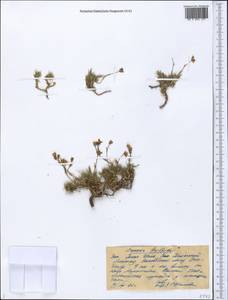 Eremogone griffithii (Boiss.) Ikonn., Middle Asia, Western Tian Shan & Karatau (M3) (Kazakhstan)