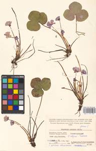 Hepatica nobilis Schreb., Eastern Europe, Moscow region (E4a) (Russia)