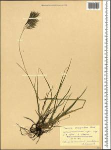 Bromus variegatus M.Bieb., Caucasus, North Ossetia, Ingushetia & Chechnya (K1c) (Russia)