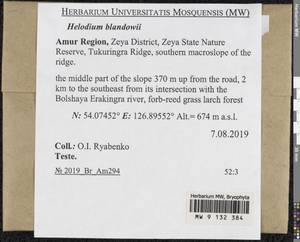 Helodium blandowii (F. Weber & D. Mohr) Warnst., Bryophytes, Bryophytes - Russian Far East (excl. Chukotka & Kamchatka) (B20) (Russia)
