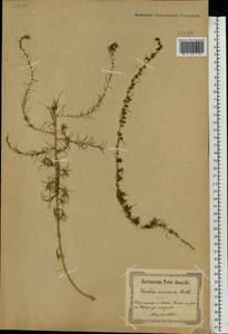 Bassia laniflora (S. G. Gmel.) A. J. Scott, Eastern Europe, North Ukrainian region (E11) (Ukraine)