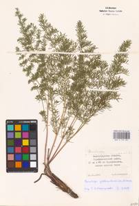 Ferulago galbanifera (Mill.) W. D. J. Koch, Eastern Europe, Lower Volga region (E9) (Russia)