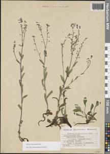 Myosotis decumbens Host, Eastern Europe, Northern region (E1) (Russia)