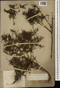 Suaeda microphylla (C. A. Mey.) Pall., Caucasus, Dagestan (K2) (Russia)