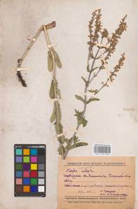 MHA 0 155 666, Nepeta nuda subsp. nuda, Eastern Europe, Eastern region (E10) (Russia)