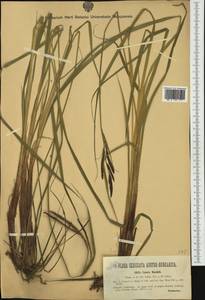 Carex buekii Wimm., Western Europe (EUR) (Hungary)