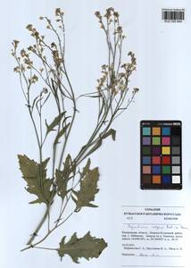 Sisymbrium volgense M. Bieb. ex E. Fourn., Siberia, Altai & Sayany Mountains (S2) (Russia)