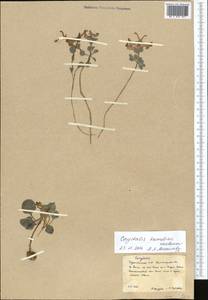 Corydalis aitchisonii subsp. kamelinii (Kurbanov) Lidén, Middle Asia, Kopet Dag, Badkhyz, Small & Great Balkhan (M1) (Turkmenistan)