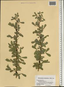 Caragana halodendron (Pall.) Dum.Cours., Eastern Europe, Lower Volga region (E9) (Russia)