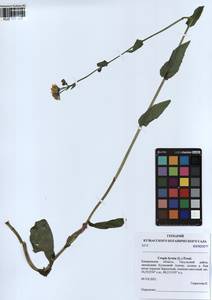 Crepis lyrata (L.) Froel., Siberia, Altai & Sayany Mountains (S2) (Russia)