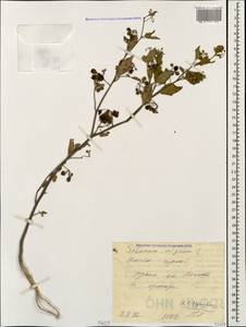 Solanum nigrum L., Caucasus, Black Sea Shore (from Novorossiysk to Adler) (K3) (Russia)