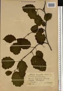 Alnus incana subsp. kolaensis (Orlova) Á.Löve & D.Löve, Eastern Europe, Northern region (E1) (Russia)