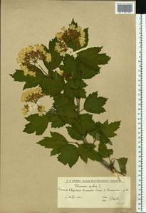Viburnum opulus L., Eastern Europe, Lower Volga region (E9) (Russia)
