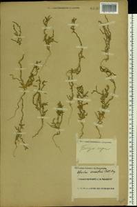 Ofaiston monandrum (Pall.) Moq., Eastern Europe, Lower Volga region (E9) (Russia)