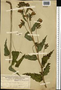 Campanula trachelium L., Eastern Europe, Volga-Kama region (E7) (Russia)