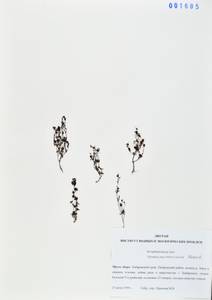 Veronica peregrina L., Siberia, Russian Far East (S6) (Russia)