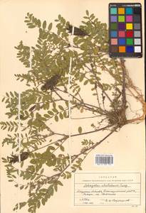Astragalus schelichowii Turcz., Siberia, Russian Far East (S6) (Russia)