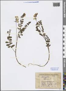 Astragalus alpinus L., Middle Asia, Western Tian Shan & Karatau (M3) (Kyrgyzstan)