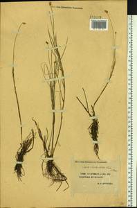 Carex chordorrhiza L.f., Siberia, Yakutia (S5) (Russia)