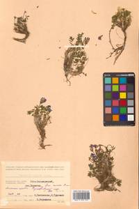 Oxytropis revoluta Ledeb., Siberia, Chukotka & Kamchatka (S7) (Russia)