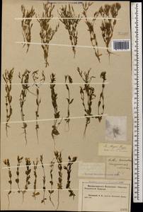 Centaurium pulchellum var. meyeri (Bunge) Omer, Caucasus, Krasnodar Krai & Adygea (K1a) (Russia)
