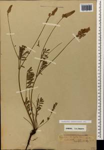 Onobrychis biebersteinii Sirj., Caucasus, Armenia (K5) (Armenia)