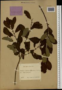 Salix caprea × aurita, Eastern Europe, Moscow region (E4a) (Russia)