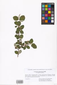Cotoneaster integerrimus Medik., Eastern Europe, Moscow region (E4a) (Russia)