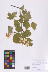 Viburnum opulus L., Eastern Europe, Moscow region (E4a) (Russia)