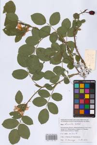 Rosa dumalis Bechst., Eastern Europe, Central forest-and-steppe region (E6) (Russia)
