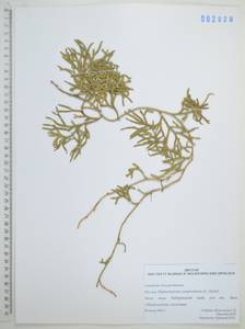 Diphasiastrum complanatum (L.) Holub, Siberia, Russian Far East (S6) (Russia)