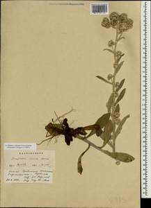 Anaphalis sinica Hance, South Asia, South Asia (Asia outside ex-Soviet states and Mongolia) (ASIA) (China)