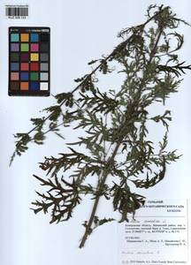 Urtica cannabina L., Siberia, Altai & Sayany Mountains (S2) (Russia)