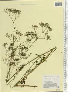 Gypsophila altissima L., Eastern Europe, Middle Volga region (E8) (Russia)