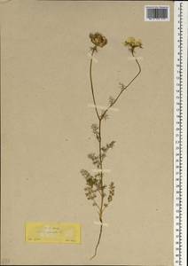 Artedia squamata L., South Asia, South Asia (Asia outside ex-Soviet states and Mongolia) (ASIA) (Turkey)