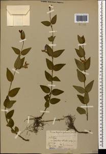 Vinca major subsp. hirsuta (Boiss.) Stearn, Caucasus, Abkhazia (K4a) (Abkhazia)
