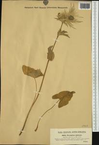 Eryngium alpinum L., Western Europe (EUR) (Slovenia)