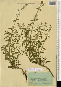 Nepeta cyanea subsp. cyanea, Caucasus, Stavropol Krai, Karachay-Cherkessia & Kabardino-Balkaria (K1b) (Russia)