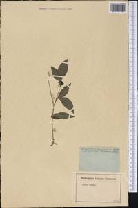 Alternanthera brasiliana (L.) Kuntze, America (AMER) (Not classified)