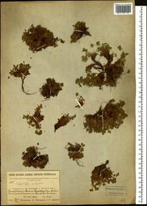 Potentilla elegans Cham. & Schltdl., Siberia, Baikal & Transbaikal region (S4) (Russia)