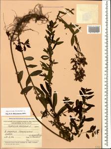 Hypericum hirsutum L., Caucasus, Georgia (K4) (Georgia)
