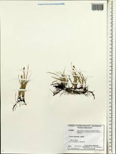 Carex obtusata Lilj., Siberia, Chukotka & Kamchatka (S7) (Russia)