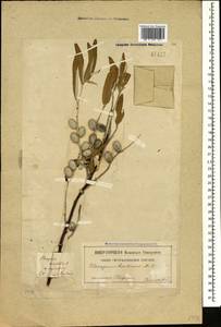 Elaeagnus angustifolia L., Caucasus, Georgia (K4) (Georgia)