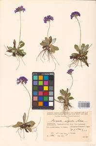 Primula algida Adams, Caucasus, Azerbaijan (K6) (Azerbaijan)