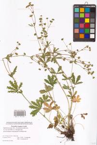 Potentilla longipes Ledeb., Eastern Europe, Eastern region (E10) (Russia)