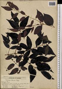 Lonicera maackii (Rupr.) Maxim., Siberia, Russian Far East (S6) (Russia)