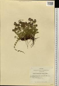 Thymus mongolicus (Ronniger) Ronniger, Siberia, Altai & Sayany Mountains (S2) (Russia)